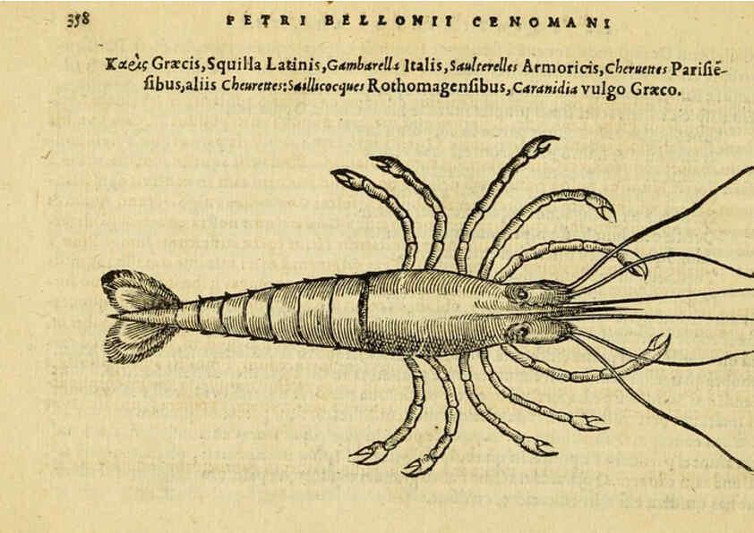 Reproducción/Reproduction 6418726197: Petri Bellonii Cenomani De aquatilibus, libri duo cum [epsilon, iota] conibus ad viuam ipsorum effigiem, quoad eius fieri potuit, expressis ... Parisiis,Apud C. Stephanum,1553