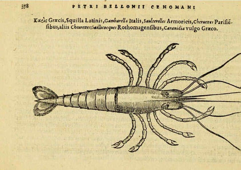 Reproducción/Reproduction 6418726197: Petri Bellonii Cenomani De aquatilibus, libri duo cum [epsilon, iota] conibus ad viuam ipsorum effigiem, quoad eius fieri potuit, expressis ... Parisiis,Apud C. Stephanum,1553