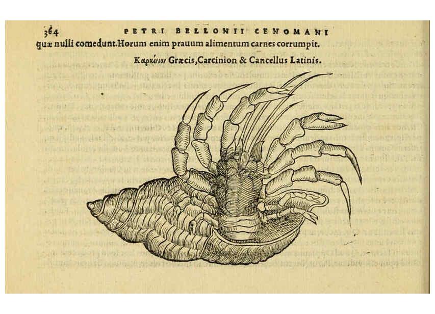 Reproducción/Reproduction 6418726485: Petri Bellonii Cenomani De aquatilibus, libri duo cum [epsilon, iota] conibus ad viuam ipsorum effigiem, quoad eius fieri potuit, expressis ... Parisiis,Apud C. Stephanum,1553