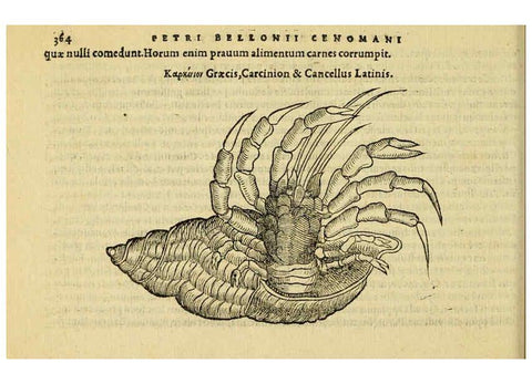 Reproducción/Reproduction 6418726485: Petri Bellonii Cenomani De aquatilibus, libri duo cum [epsilon, iota] conibus ad viuam ipsorum effigiem, quoad eius fieri potuit, expressis ... Parisiis,Apud C. Stephanum,1553