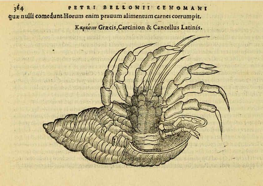 Reproducción/Reproduction 6418726485: Petri Bellonii Cenomani De aquatilibus, libri duo cum [epsilon, iota] conibus ad viuam ipsorum effigiem, quoad eius fieri potuit, expressis ... Parisiis,Apud C. Stephanum,1553