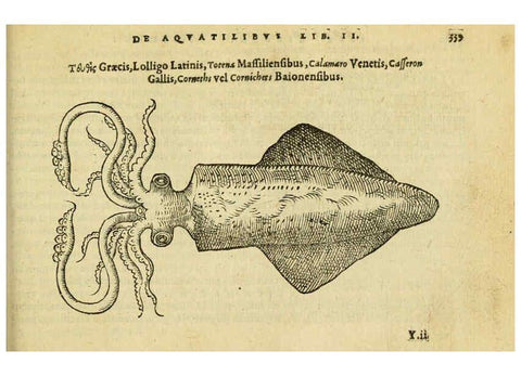Reproducción/Reproduction 6418724127: Petri Bellonii Cenomani De aquatilibus, libri duo cum [epsilon, iota] conibus ad viuam ipsorum effigiem, quoad eius fieri potuit, expressis ... Parisiis,Apud C. Stephanum,1553