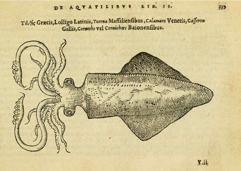 Reproducción/Reproduction 6418724127: Petri Bellonii Cenomani De aquatilibus, libri duo cum [epsilon, iota] conibus ad viuam ipsorum effigiem, quoad eius fieri potuit, expressis ... Parisiis,Apud C. Stephanum,1553