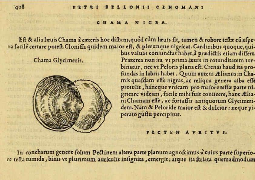 Reproducción/Reproduction 6418735909: Petri Bellonii Cenomani De aquatilibus, libri duo cum [epsilon, iota] conibus ad viuam ipsorum effigiem, quoad eius fieri potuit, expressis ... Parisiis,Apud C. Stephanum,1553