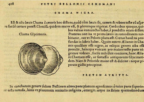Reproducción/Reproduction 6418735909: Petri Bellonii Cenomani De aquatilibus, libri duo cum [epsilon, iota] conibus ad viuam ipsorum effigiem, quoad eius fieri potuit, expressis ... Parisiis,Apud C. Stephanum,1553