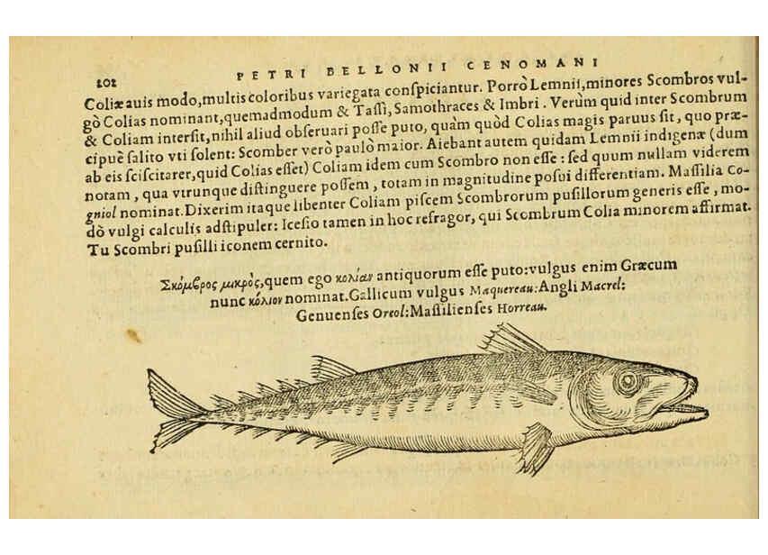 Reproducción/Reproduction 6418704219: Petri Bellonii Cenomani De aquatilibus, libri duo cum [epsilon, iota] conibus ad viuam ipsorum effigiem, quoad eius fieri potuit, expressis ... Parisiis,Apud C. Stephanum,1553