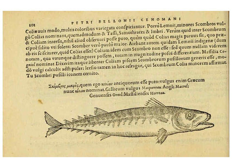 Reproducción/Reproduction 6418704219: Petri Bellonii Cenomani De aquatilibus, libri duo cum [epsilon, iota] conibus ad viuam ipsorum effigiem, quoad eius fieri potuit, expressis ... Parisiis,Apud C. Stephanum,1553