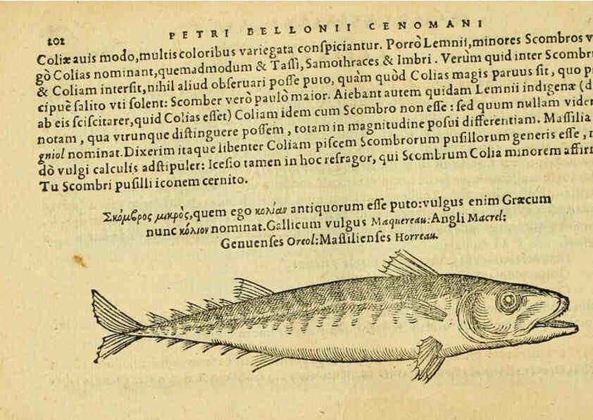 Reproducción/Reproduction 6418704219: Petri Bellonii Cenomani De aquatilibus, libri duo cum [epsilon, iota] conibus ad viuam ipsorum effigiem, quoad eius fieri potuit, expressis ... Parisiis,Apud C. Stephanum,1553