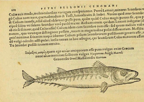 Reproducción/Reproduction 6418704219: Petri Bellonii Cenomani De aquatilibus, libri duo cum [epsilon, iota] conibus ad viuam ipsorum effigiem, quoad eius fieri potuit, expressis ... Parisiis,Apud C. Stephanum,1553