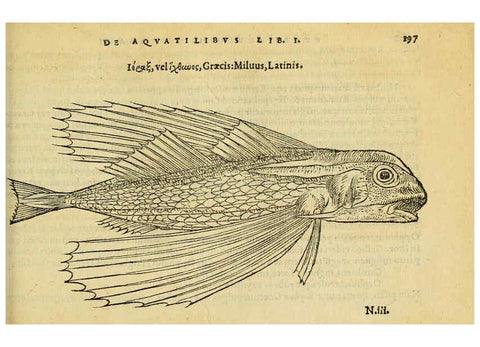 Reproducción/Reproduction 6418703417: Petri Bellonii Cenomani De aquatilibus, libri duo cum [epsilon, iota] conibus ad viuam ipsorum effigiem, quoad eius fieri potuit, expressis ... Parisiis,Apud C. Stephanum,1553
