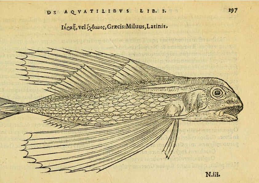 Reproducción/Reproduction 6418703417: Petri Bellonii Cenomani De aquatilibus, libri duo cum [epsilon, iota] conibus ad viuam ipsorum effigiem, quoad eius fieri potuit, expressis ... Parisiis,Apud C. Stephanum,1553