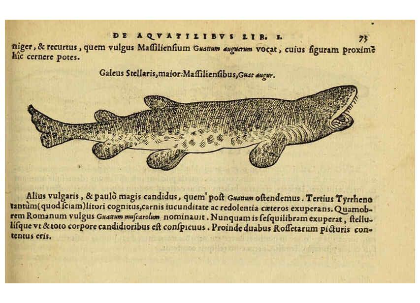 Reproducción/Reproduction 6418682391: Petri Bellonii Cenomani De aquatilibus, libri duo cum [epsilon, iota] conibus ad viuam ipsorum effigiem, quoad eius fieri potuit, expressis ... Parisiis,Apud C. Stephanum,1553
