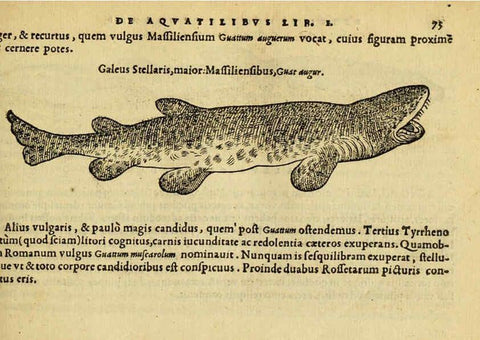 Reproducción/Reproduction 6418682391: Petri Bellonii Cenomani De aquatilibus, libri duo cum [epsilon, iota] conibus ad viuam ipsorum effigiem, quoad eius fieri potuit, expressis ... Parisiis,Apud C. Stephanum,1553