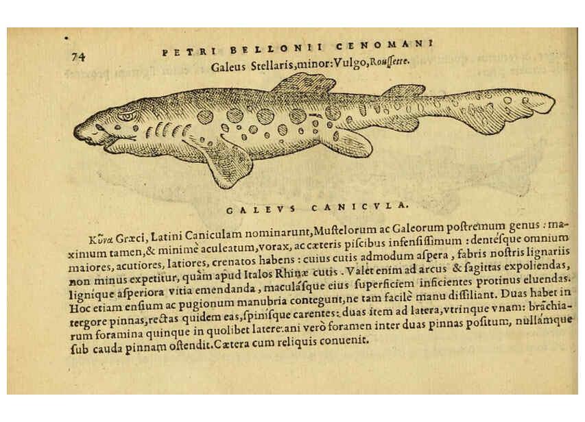 Reproducción/Reproduction 6418682845: Petri Bellonii Cenomani De aquatilibus, libri duo cum [epsilon, iota] conibus ad viuam ipsorum effigiem, quoad eius fieri potuit, expressis ... Parisiis,Apud C. Stephanum,1553