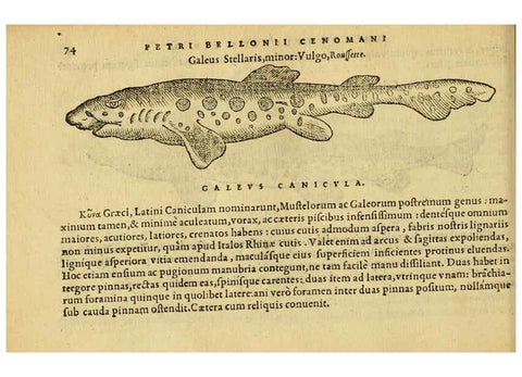 Reproducción/Reproduction 6418682845: Petri Bellonii Cenomani De aquatilibus, libri duo cum [epsilon, iota] conibus ad viuam ipsorum effigiem, quoad eius fieri potuit, expressis ... Parisiis,Apud C. Stephanum,1553