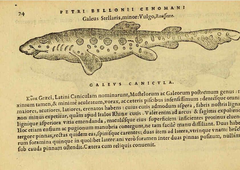 Reproducción/Reproduction 6418682845: Petri Bellonii Cenomani De aquatilibus, libri duo cum [epsilon, iota] conibus ad viuam ipsorum effigiem, quoad eius fieri potuit, expressis ... Parisiis,Apud C. Stephanum,1553