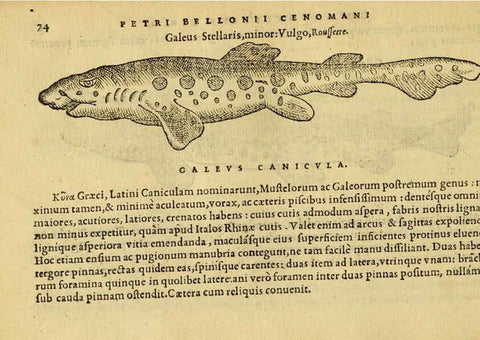 Reproducción/Reproduction 6418682845: Petri Bellonii Cenomani De aquatilibus, libri duo cum [epsilon, iota] conibus ad viuam ipsorum effigiem, quoad eius fieri potuit, expressis ... Parisiis,Apud C. Stephanum,1553