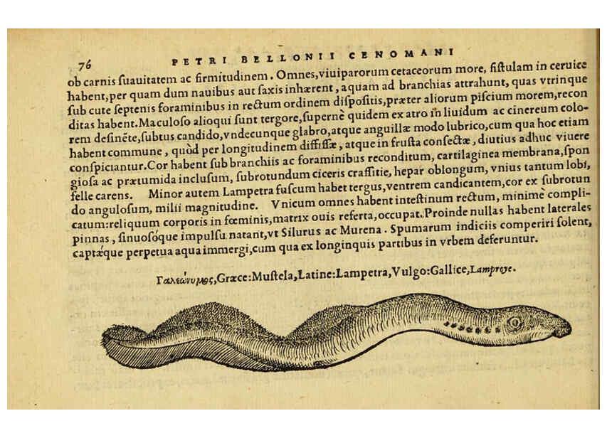 Reproducción/Reproduction 6418683145: Petri Bellonii Cenomani De aquatilibus, libri duo cum [epsilon, iota] conibus ad viuam ipsorum effigiem, quoad eius fieri potuit, expressis ... Parisiis,Apud C. Stephanum,1553