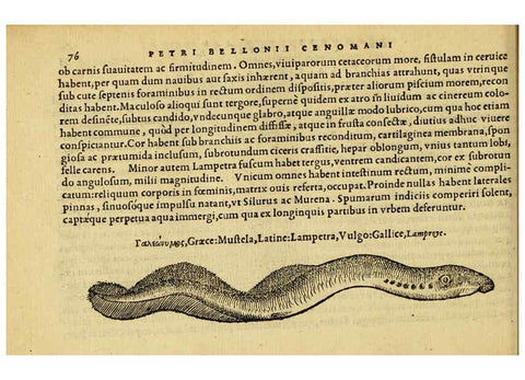 Reproducción/Reproduction 6418683145: Petri Bellonii Cenomani De aquatilibus, libri duo cum [epsilon, iota] conibus ad viuam ipsorum effigiem, quoad eius fieri potuit, expressis ... Parisiis,Apud C. Stephanum,1553