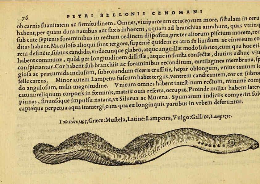 Reproducción/Reproduction 6418683145: Petri Bellonii Cenomani De aquatilibus, libri duo cum [epsilon, iota] conibus ad viuam ipsorum effigiem, quoad eius fieri potuit, expressis ... Parisiis,Apud C. Stephanum,1553