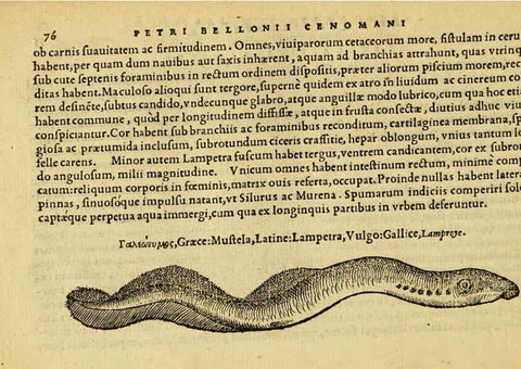 Reproducción/Reproduction 6418683145: Petri Bellonii Cenomani De aquatilibus, libri duo cum [epsilon, iota] conibus ad viuam ipsorum effigiem, quoad eius fieri potuit, expressis ... Parisiis,Apud C. Stephanum,1553