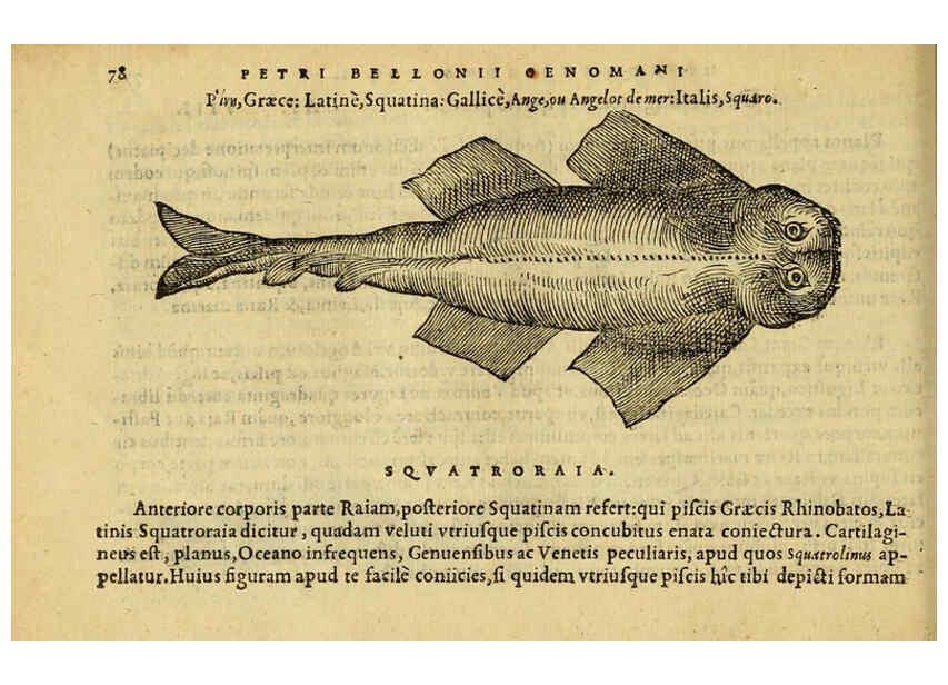 Reproducción/Reproduction 6418683529: Petri Bellonii Cenomani De aquatilibus, libri duo cum [epsilon, iota] conibus ad viuam ipsorum effigiem, quoad eius fieri potuit, expressis ... Parisiis,Apud C. Stephanum,1553