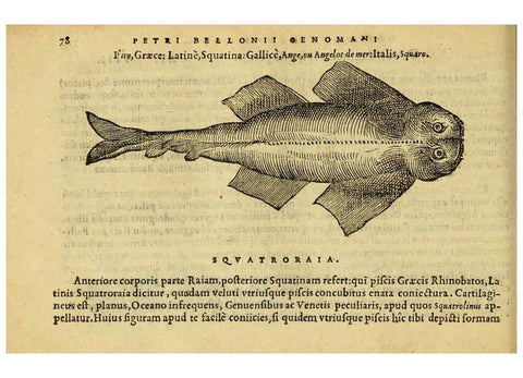 Reproducción/Reproduction 6418683529: Petri Bellonii Cenomani De aquatilibus, libri duo cum [epsilon, iota] conibus ad viuam ipsorum effigiem, quoad eius fieri potuit, expressis ... Parisiis,Apud C. Stephanum,1553