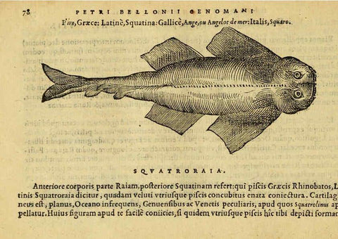 Reproducción/Reproduction 6418683529: Petri Bellonii Cenomani De aquatilibus, libri duo cum [epsilon, iota] conibus ad viuam ipsorum effigiem, quoad eius fieri potuit, expressis ... Parisiis,Apud C. Stephanum,1553