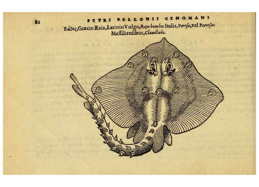 Reproducción/Reproduction 6418683833: Petri Bellonii Cenomani De aquatilibus, libri duo cum [epsilon, iota] conibus ad viuam ipsorum effigiem, quoad eius fieri potuit, expressis ... Parisiis,Apud C. Stephanum,1553