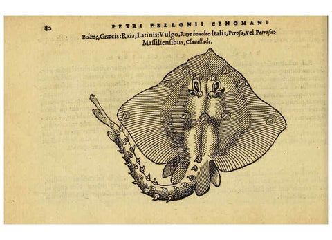 Reproducción/Reproduction 6418683833: Petri Bellonii Cenomani De aquatilibus, libri duo cum [epsilon, iota] conibus ad viuam ipsorum effigiem, quoad eius fieri potuit, expressis ... Parisiis,Apud C. Stephanum,1553