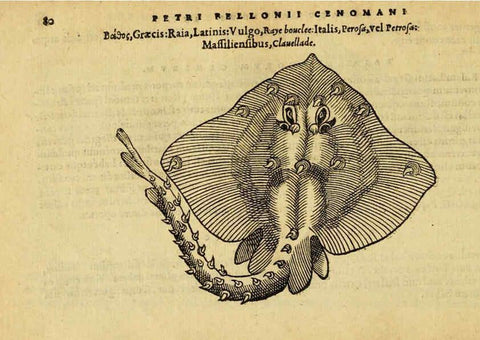 Reproducción/Reproduction 6418683833: Petri Bellonii Cenomani De aquatilibus, libri duo cum [epsilon, iota] conibus ad viuam ipsorum effigiem, quoad eius fieri potuit, expressis ... Parisiis,Apud C. Stephanum,1553