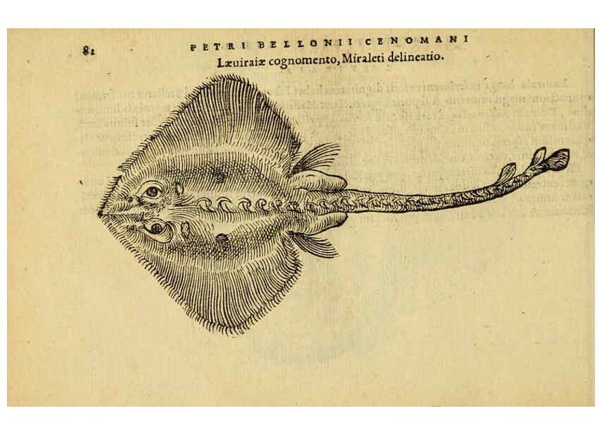 Reproducción/Reproduction 6418684183: Petri Bellonii Cenomani De aquatilibus, libri duo cum [epsilon, iota] conibus ad viuam ipsorum effigiem, quoad eius fieri potuit, expressis ... Parisiis,Apud C. Stephanum,1553