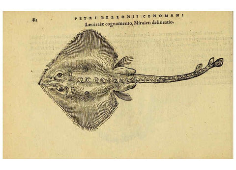 Reproducción/Reproduction 6418684183: Petri Bellonii Cenomani De aquatilibus, libri duo cum [epsilon, iota] conibus ad viuam ipsorum effigiem, quoad eius fieri potuit, expressis ... Parisiis,Apud C. Stephanum,1553