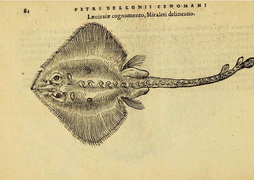 Reproducción/Reproduction 6418684183: Petri Bellonii Cenomani De aquatilibus, libri duo cum [epsilon, iota] conibus ad viuam ipsorum effigiem, quoad eius fieri potuit, expressis ... Parisiis,Apud C. Stephanum,1553