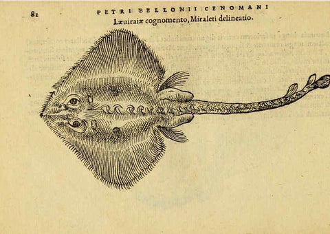 Reproducción/Reproduction 6418684183: Petri Bellonii Cenomani De aquatilibus, libri duo cum [epsilon, iota] conibus ad viuam ipsorum effigiem, quoad eius fieri potuit, expressis ... Parisiis,Apud C. Stephanum,1553