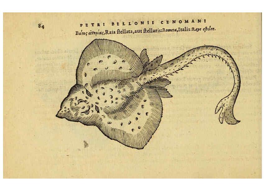 Reproducción/Reproduction 6418684523: Petri Bellonii Cenomani De aquatilibus, libri duo cum [epsilon, iota] conibus ad viuam ipsorum effigiem, quoad eius fieri potuit, expressis ... Parisiis,Apud C. Stephanum,1553