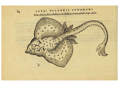 Reproducción/Reproduction 6418684523: Petri Bellonii Cenomani De aquatilibus, libri duo cum [epsilon, iota] conibus ad viuam ipsorum effigiem, quoad eius fieri potuit, expressis ... Parisiis,Apud C. Stephanum,1553