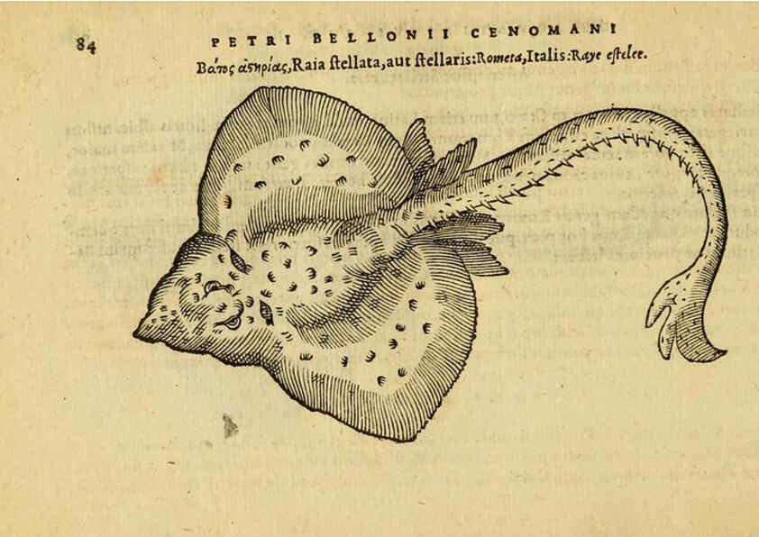 Reproducción/Reproduction 6418684523: Petri Bellonii Cenomani De aquatilibus, libri duo cum [epsilon, iota] conibus ad viuam ipsorum effigiem, quoad eius fieri potuit, expressis ... Parisiis,Apud C. Stephanum,1553