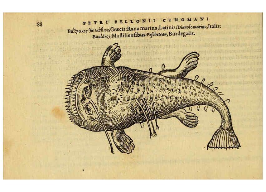 Reproducción/Reproduction 6418685311: Petri Bellonii Cenomani De aquatilibus, libri duo cum [epsilon, iota] conibus ad viuam ipsorum effigiem, quoad eius fieri potuit, expressis ... Parisiis,Apud C. Stephanum,1553