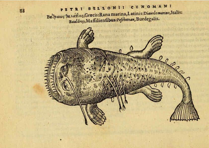 Reproducción/Reproduction 6418685311: Petri Bellonii Cenomani De aquatilibus, libri duo cum [epsilon, iota] conibus ad viuam ipsorum effigiem, quoad eius fieri potuit, expressis ... Parisiis,Apud C. Stephanum,1553