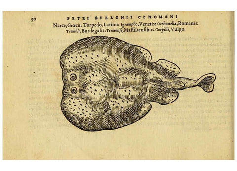 Reproducción/Reproduction 6418685627: Petri Bellonii Cenomani De aquatilibus, libri duo cum [epsilon, iota] conibus ad viuam ipsorum effigiem, quoad eius fieri potuit, expressis ... Parisiis,Apud C. Stephanum,1553