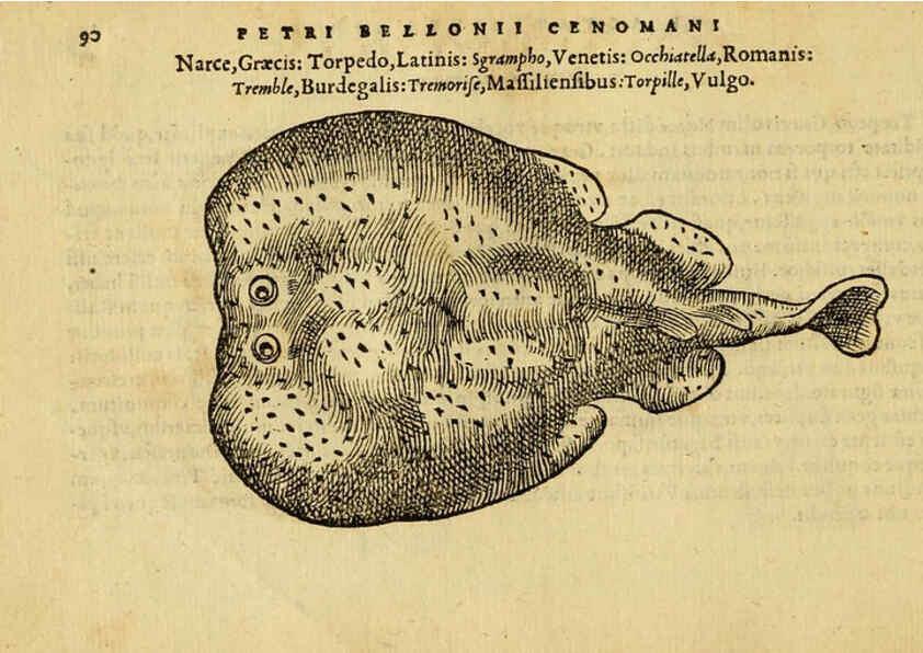 Reproducción/Reproduction 6418685627: Petri Bellonii Cenomani De aquatilibus, libri duo cum [epsilon, iota] conibus ad viuam ipsorum effigiem, quoad eius fieri potuit, expressis ... Parisiis,Apud C. Stephanum,1553