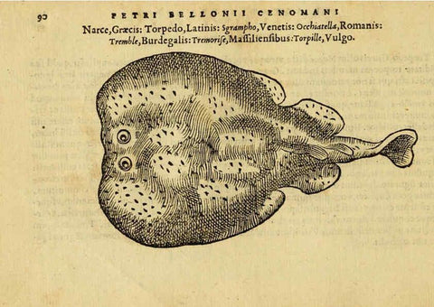Reproducción/Reproduction 6418685627: Petri Bellonii Cenomani De aquatilibus, libri duo cum [epsilon, iota] conibus ad viuam ipsorum effigiem, quoad eius fieri potuit, expressis ... Parisiis,Apud C. Stephanum,1553