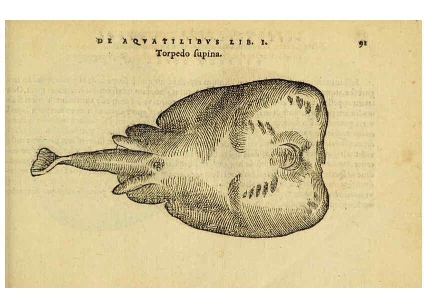 Reproducción/Reproduction 6418685945: Petri Bellonii Cenomani De aquatilibus, libri duo cum [epsilon, iota] conibus ad viuam ipsorum effigiem, quoad eius fieri potuit, expressis ... Parisiis,Apud C. Stephanum,1553
