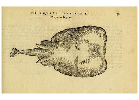 Reproducción/Reproduction 6418685945: Petri Bellonii Cenomani De aquatilibus, libri duo cum [epsilon, iota] conibus ad viuam ipsorum effigiem, quoad eius fieri potuit, expressis ... Parisiis,Apud C. Stephanum,1553