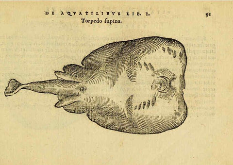 Reproducción/Reproduction 6418685945: Petri Bellonii Cenomani De aquatilibus, libri duo cum [epsilon, iota] conibus ad viuam ipsorum effigiem, quoad eius fieri potuit, expressis ... Parisiis,Apud C. Stephanum,1553