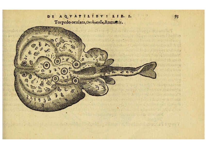 Reproducción/Reproduction 6418686395: Petri Bellonii Cenomani De aquatilibus, libri duo cum [epsilon, iota] conibus ad viuam ipsorum effigiem, quoad eius fieri potuit, expressis ... Parisiis,Apud C. Stephanum,1553