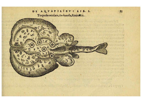 Reproducción/Reproduction 6418686395: Petri Bellonii Cenomani De aquatilibus, libri duo cum [epsilon, iota] conibus ad viuam ipsorum effigiem, quoad eius fieri potuit, expressis ... Parisiis,Apud C. Stephanum,1553