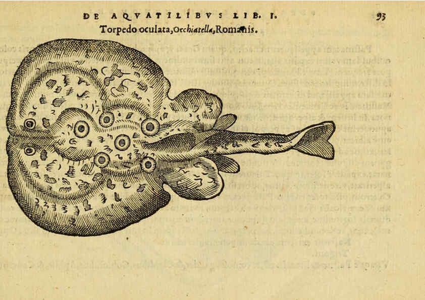 Reproducción/Reproduction 6418686395: Petri Bellonii Cenomani De aquatilibus, libri duo cum [epsilon, iota] conibus ad viuam ipsorum effigiem, quoad eius fieri potuit, expressis ... Parisiis,Apud C. Stephanum,1553