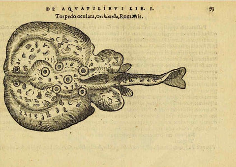 Reproducción/Reproduction 6418686395: Petri Bellonii Cenomani De aquatilibus, libri duo cum [epsilon, iota] conibus ad viuam ipsorum effigiem, quoad eius fieri potuit, expressis ... Parisiis,Apud C. Stephanum,1553